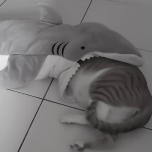gatto, lo squalo è morbido, giocattolo di squalo, giocattolo di peluche di squalo, soft toy shark ikei