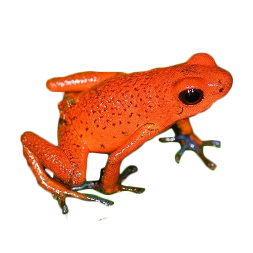 frogs, red frog, frog tree, poisonous frog tree, little tree oophaga pumilio