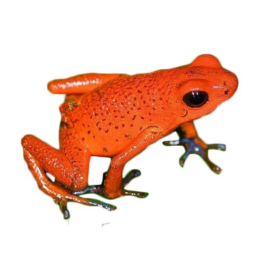 rana, rana roja, sube la rana arborícola, rana venenosa trepadora, pequeña escalada de árboles oophapumilio