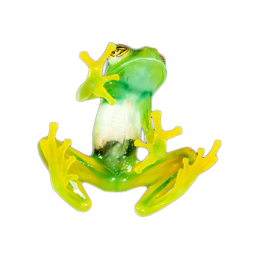 froschfigur, glasfrösche, frosch mit einer glastilzierung, glasfigur frosch, glasfigur souvenirfrosch durchschnitt