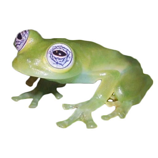 kvaksha frog, glass frog, fruit of the flyishman, glass frog glass frog, glass frog lat.centrolenidae