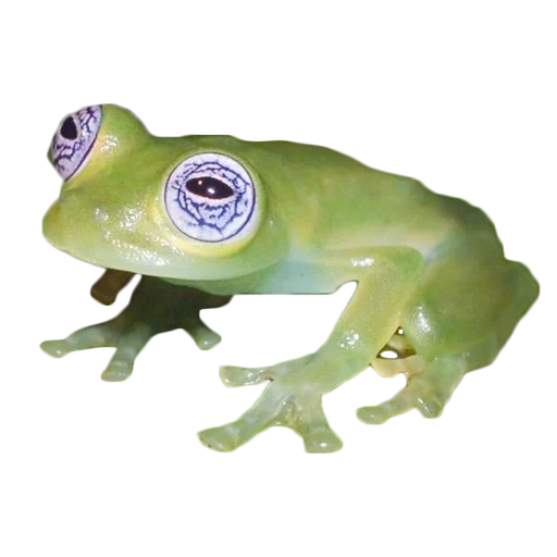 sapo kvaksha, sapo de vidro, fruto do flyishman, sapo de vidro sapo, frogue de vidro lat.centrolenidae