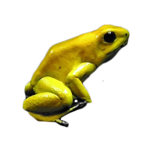 yellow frog, frog is leaflase, the poisonous frog is leaflase