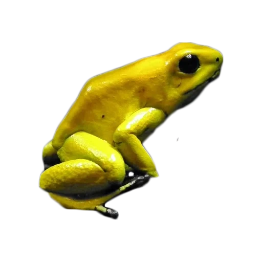 katak kuning, katak adalah leaflase, katak beracun adalah leafel