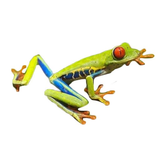 kvaksha frog, frog frog, wood frog, the frog is red eyed kvaksha