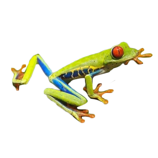 kvaksha frog, rana rana, rana di legno, la rana è kvaksha rossa