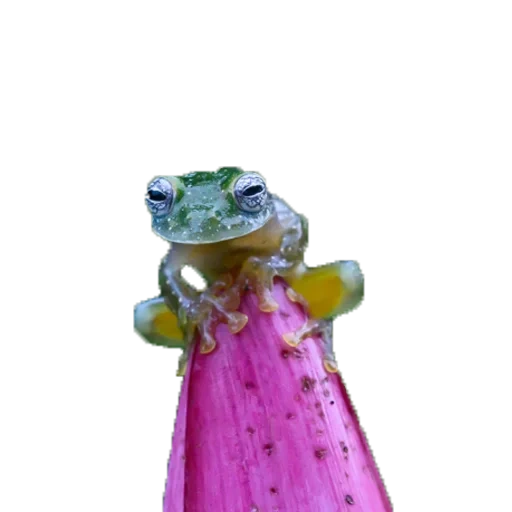 grenouilles, la grenouille est en train de croître, grenouille jouet arbre de noël, grenouille du jardin