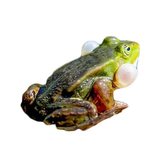 frogs, frog bull, zhaba frog, frog with a white background