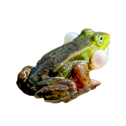 grenouilles, taureau de grenouille, grenouille zhaba, grenouille avec un fond blanc