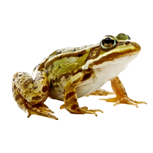 frog with a white background