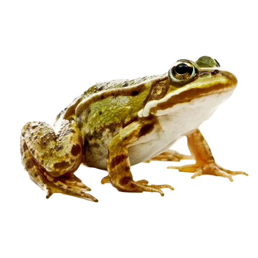 grenouille avec un fond blanc