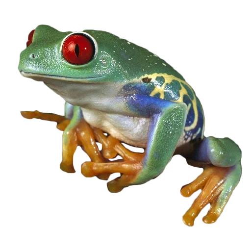 kvaksha, zhaba frog, kvaksha frog, rane a colori