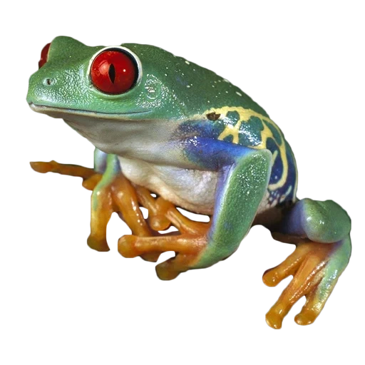 kvaksha, zhaba frog, kvaksha frog, farbfrösche