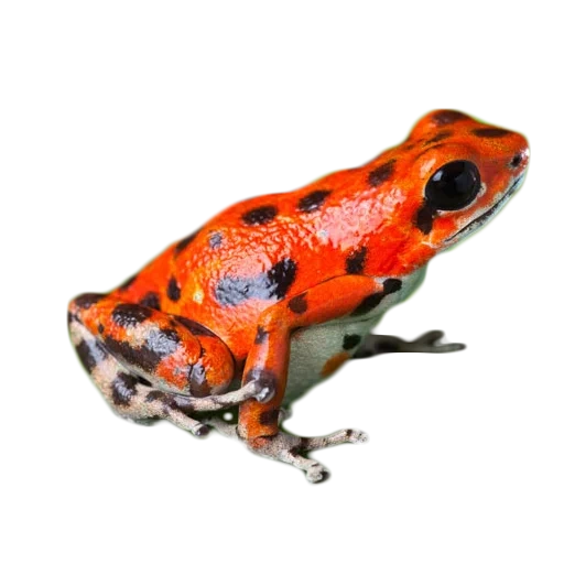 red panama frog, red tree frog, tropical frog red black, spotted tree tree frog red