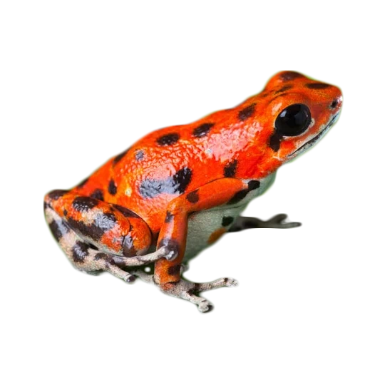 rossa panama frog, frog dell'albero rosso, rana tropicale rosso nero, rana albero maculato rosso