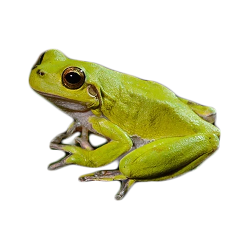 frog with a white background