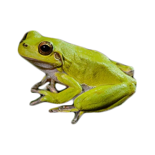 grenouille avec un fond blanc