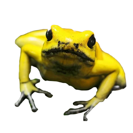 gelbe toad, gelber frosch, der gelbe frosch schreit, gelb großer frosch