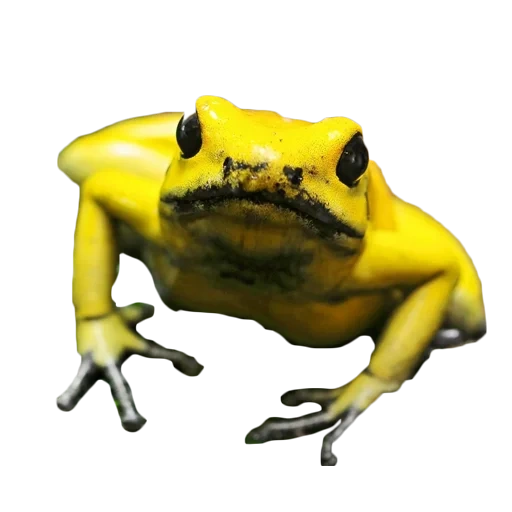 crapaud jaune, grenouille jaune, la grenouille jaune crie, grande grenouille