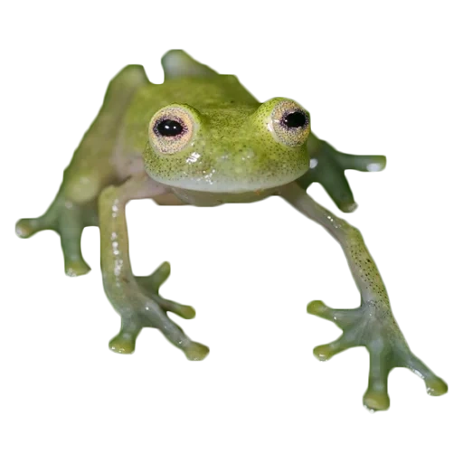 kvaksha frog, glass frog, frog with a white background, fruit of the flyishman, frog kermit hyalinobatrachium dianae