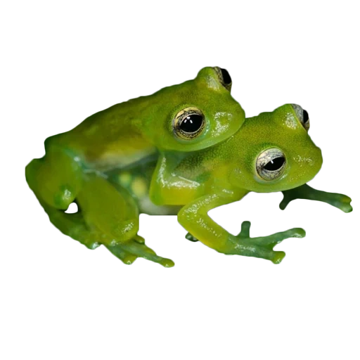 frog, зеленая лягушка