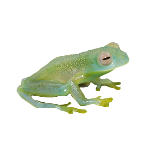 frog, frogs, frog with a white background