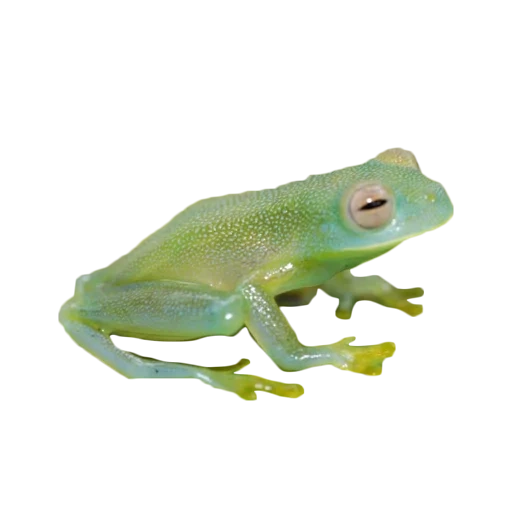 grenouille, grenouilles, grenouille avec un fond blanc