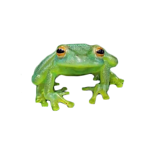 frog, frog bull, zhaba frog, green toad, green frog