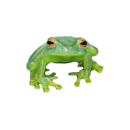 frosch, froschbull, zhaba frog, grüne kröte, grüner frosch