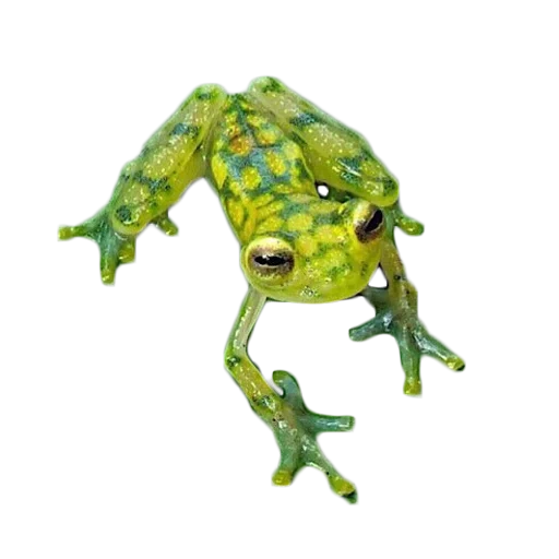 frog bull, green frog symbol, glass frog glass frog