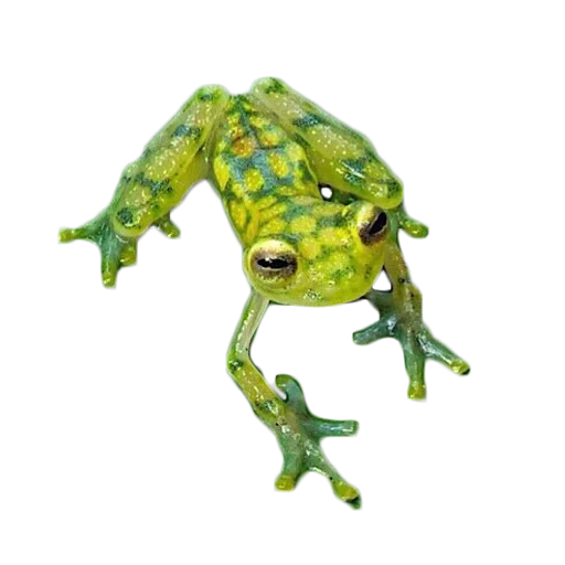 taureau de grenouille, symbole de grenouille verte, grenouille de verre grenouille en verre