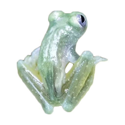 frog, daum frog, glass frogs, the frog is transparent, glass frog glass frog