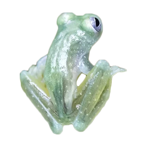 frosch, daum frosch, glasfrösche, der frosch ist transparent, glasfroschglasfrosch