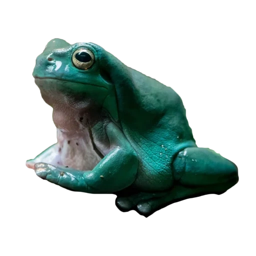 rana ifz, rana de personaje de jardín, rana australiana azul