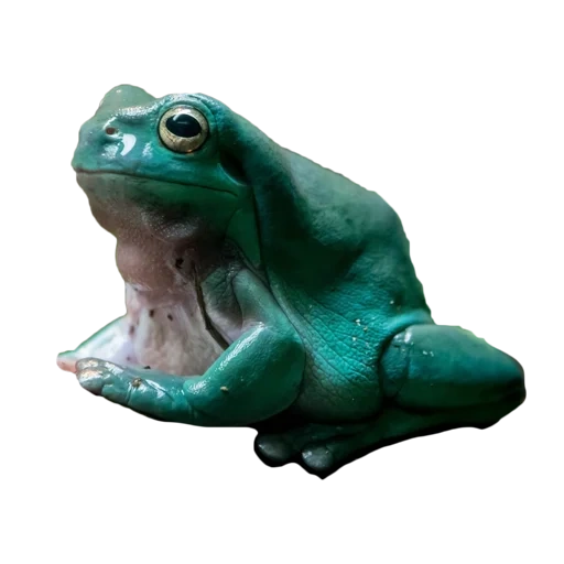 katak ifz, katak taman taman, kvaksha australia biru