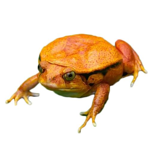 paquet, la grenouille est une tomate, la grenouille est étroite de tomate