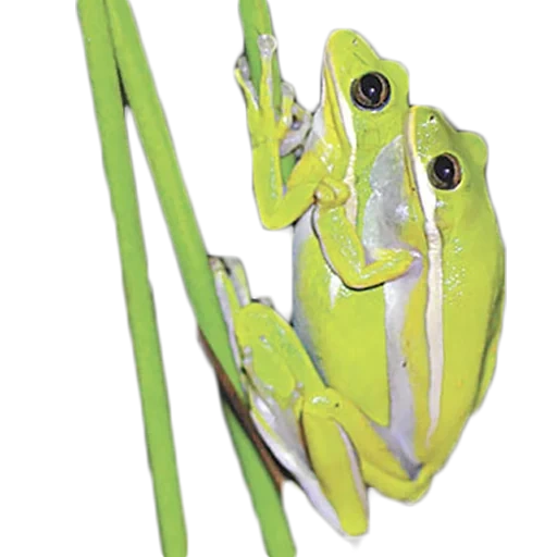 frog, zhaba kvaksha, frog toad, frog female