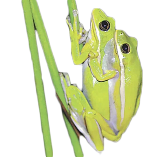 katak, zhaba kvaksha, katak kodok, perempuan katak