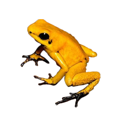 katak kuning, leaflase yang mengerikan, katak adalah rumah kuning, katak kuning adalah leafel, kataknya mengerikan