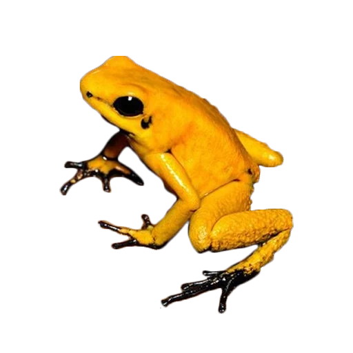 grenouille jaune, terrible leflase, les grenouilles sont à la maison jaune, la grenouille jaune est leflase, la grenouille est terrible