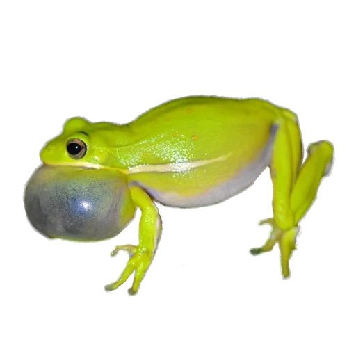 frog, лягушки, зеленая жаба, лягушка жаба, самец лягушки