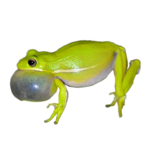 katak, katak, kodok hijau, katak kodok, katak jantan