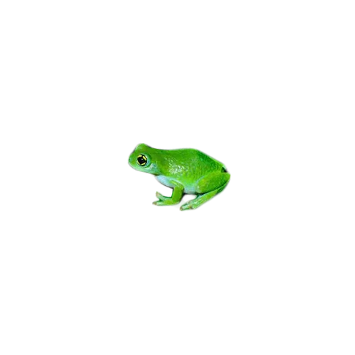 frosch, frösche, zhaba frog, grüner frosch, frosch mit einem weißen hintergrund