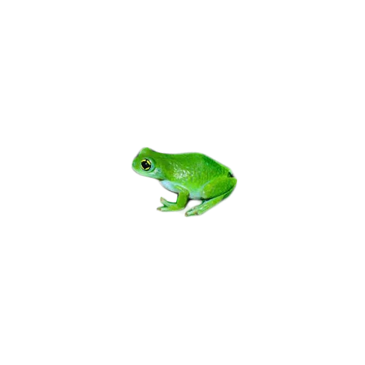 grenouille, grenouilles, grenouille zhaba, grenouille verte, grenouille avec un fond blanc