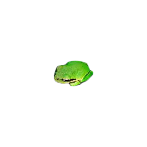 katak, zela green, katak kodok, kvaksha frog, latar belakang hijau katak