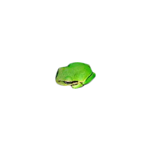 grenouille, zela green, crapaud grenouille, grenouille kvaksha, fond vert grenouille