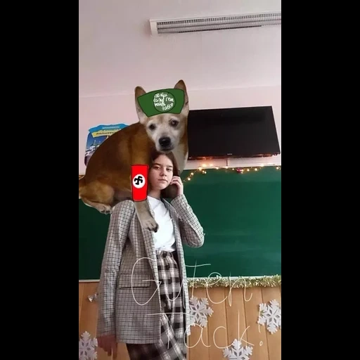 девушка, собака, человек, dog, щенок вельш корги