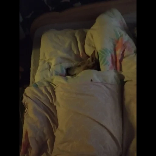 одеяло, интерьер, a bed, постельное, спит под одеялом