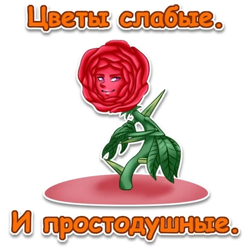 flor rosa, rosa vermelha, watsap flowers, o pequeno príncipe