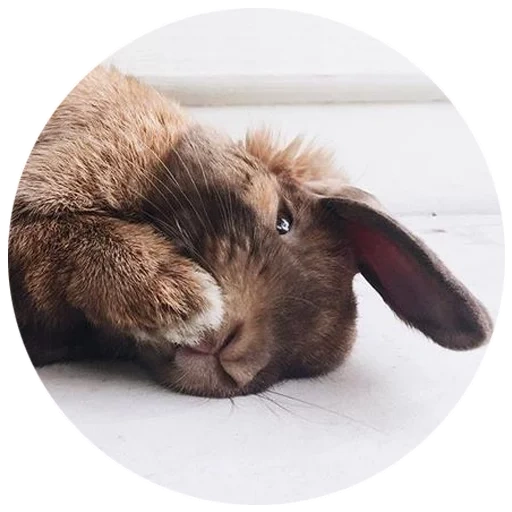coniglio, coniglio addormentato, coniglio assonnato, conigli addormentati, coniglio stanco